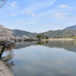 広沢池と南堤の桜