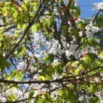 桜にモミジ
