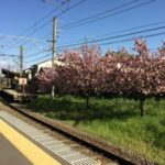 宇多野駅と桜