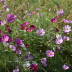 Thumbnail of post image 060